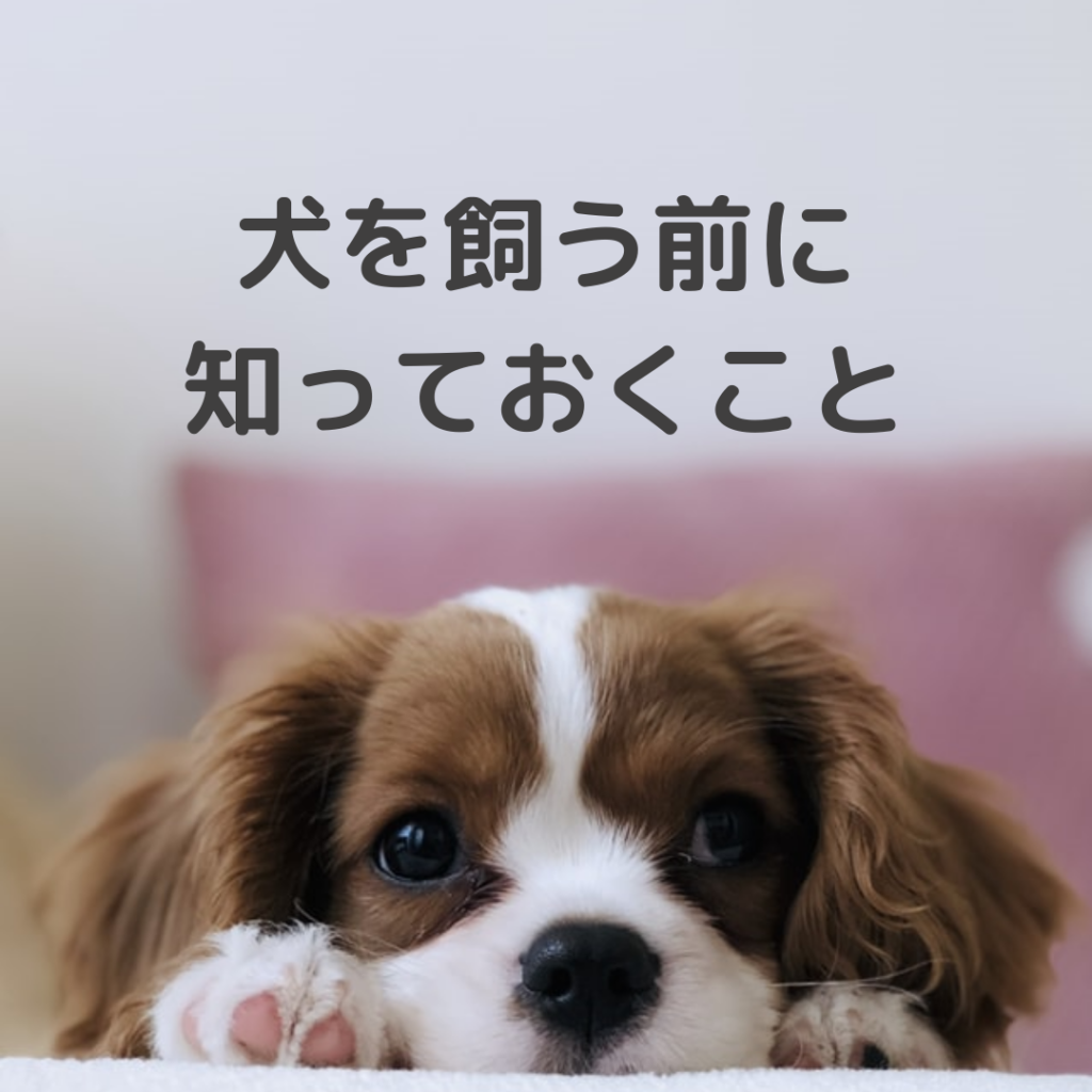 犬が飼いたい 飼ってから後悔しないために確認すること7つ 初心者向け しゅふタイムズ